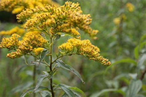 Goldenrod (Aerial)