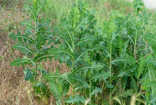Wild Lettuce (Leaf- 4 oz.)
